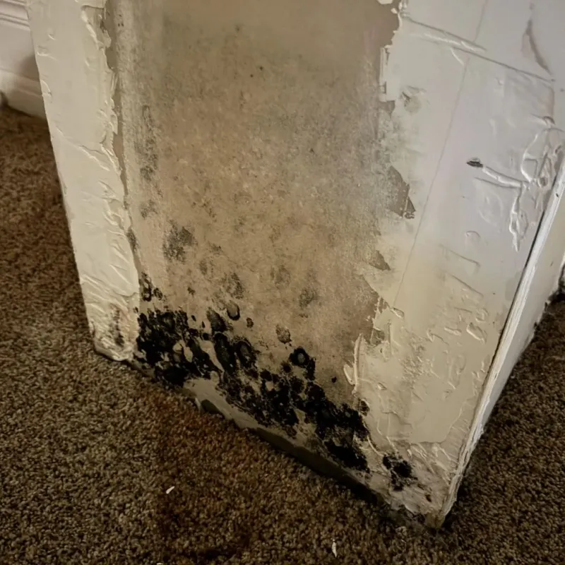 Professional Mold Removal in Long Beach, CA